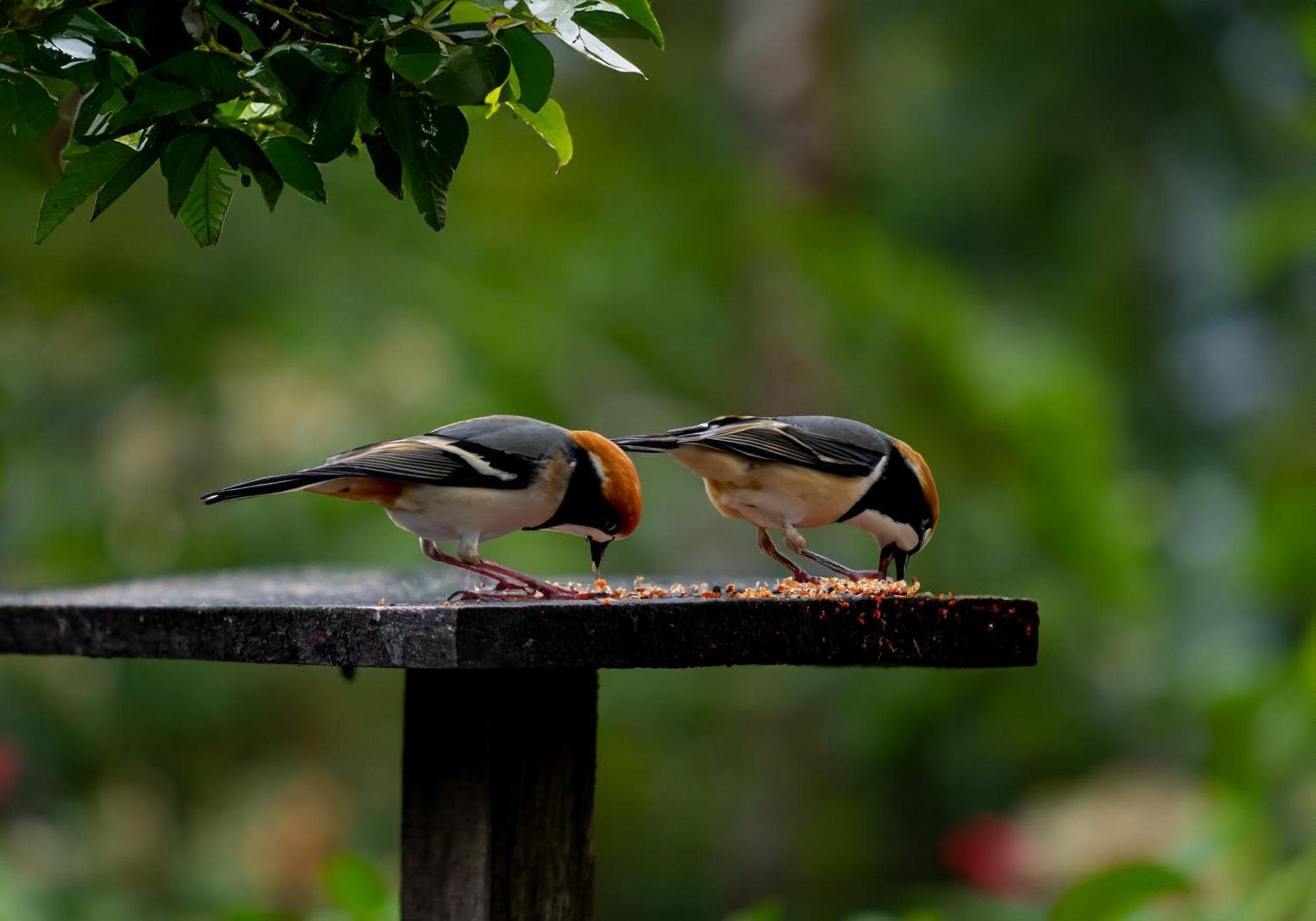 Heliconias Rainforest Lodge บิฆากัว ภายนอก รูปภาพ