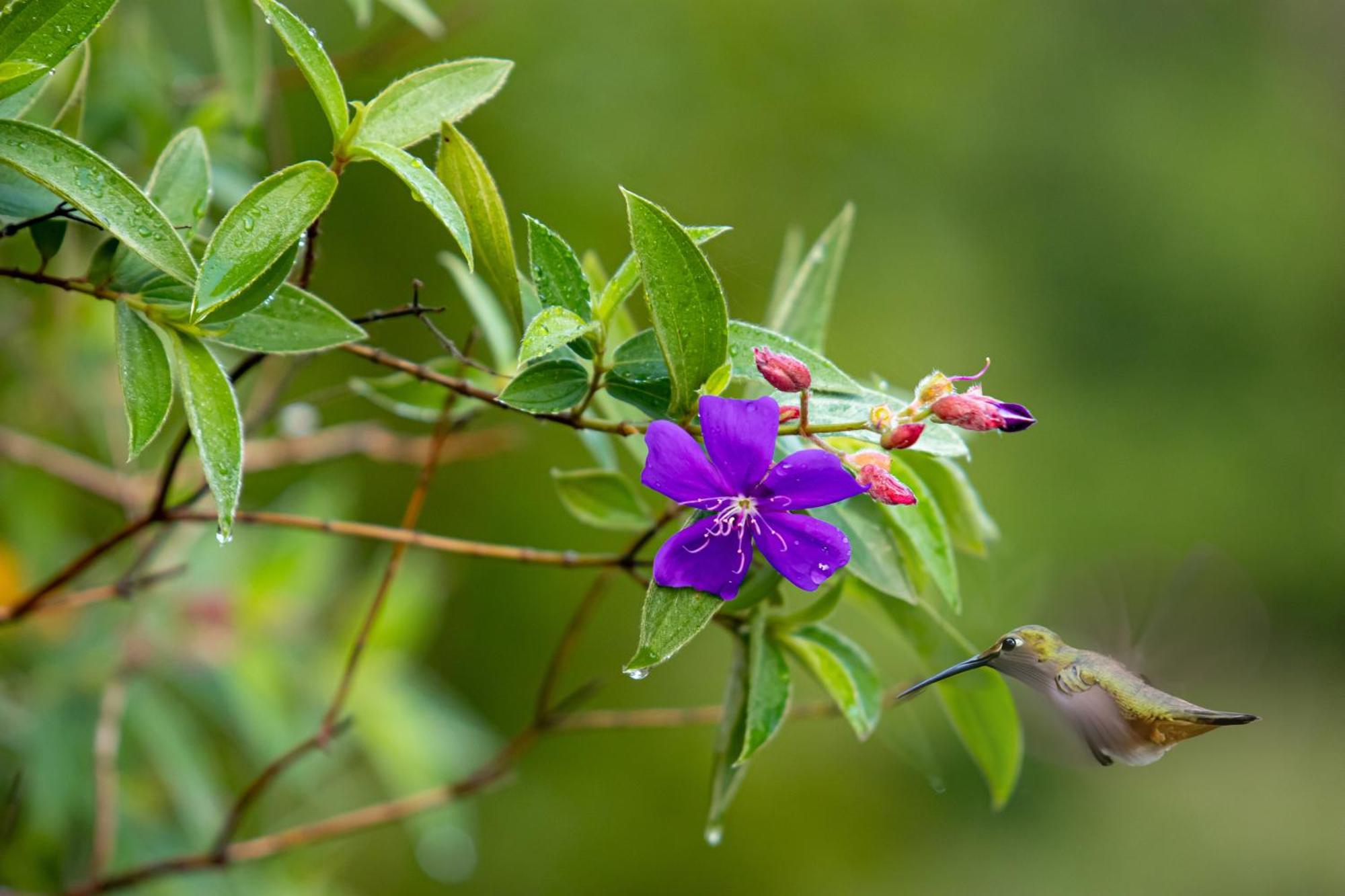 Heliconias Rainforest Lodge บิฆากัว ภายนอก รูปภาพ