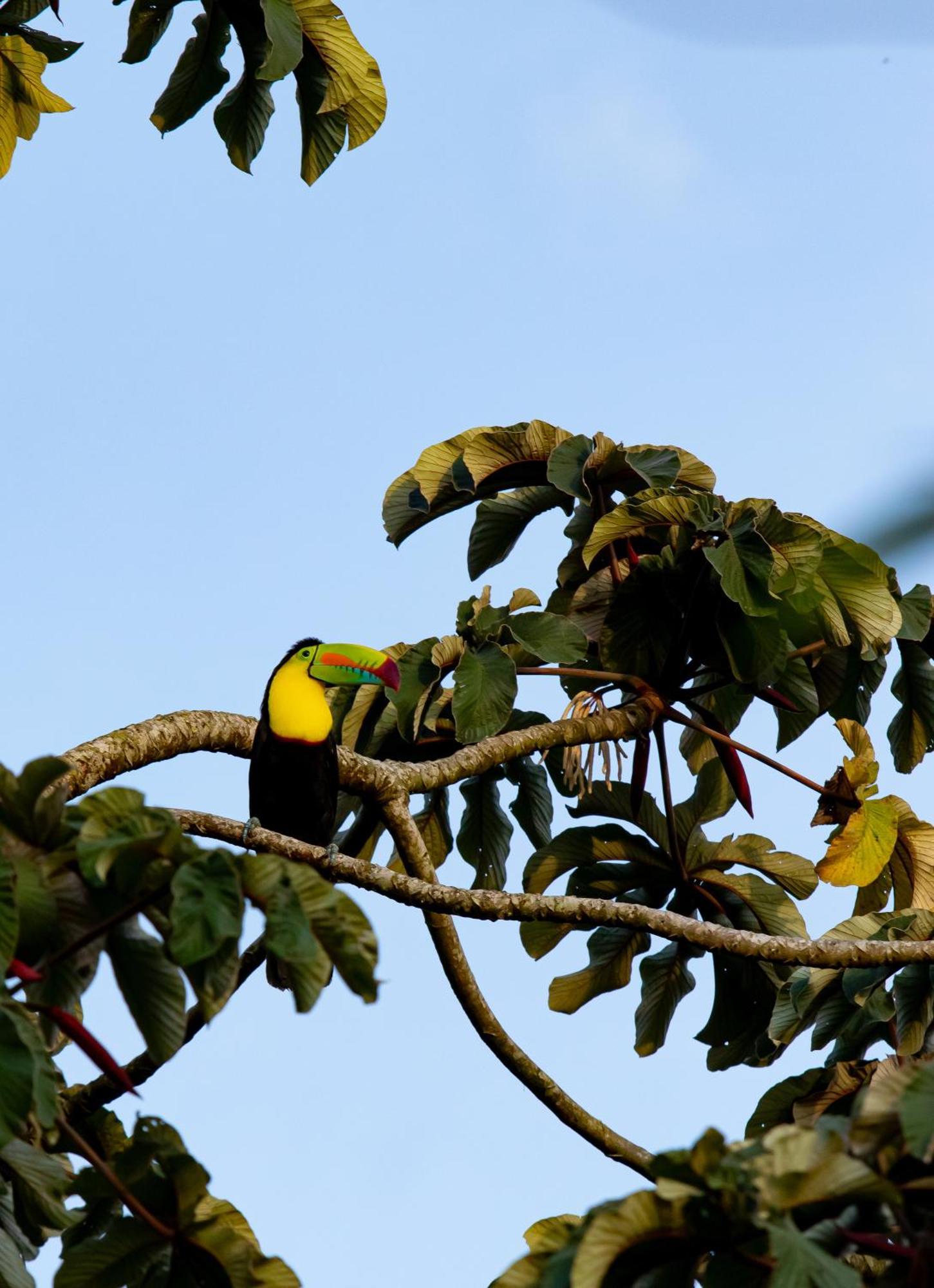 Heliconias Rainforest Lodge บิฆากัว ภายนอก รูปภาพ