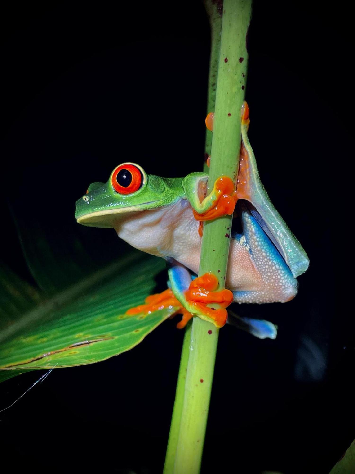 Heliconias Rainforest Lodge บิฆากัว ภายนอก รูปภาพ