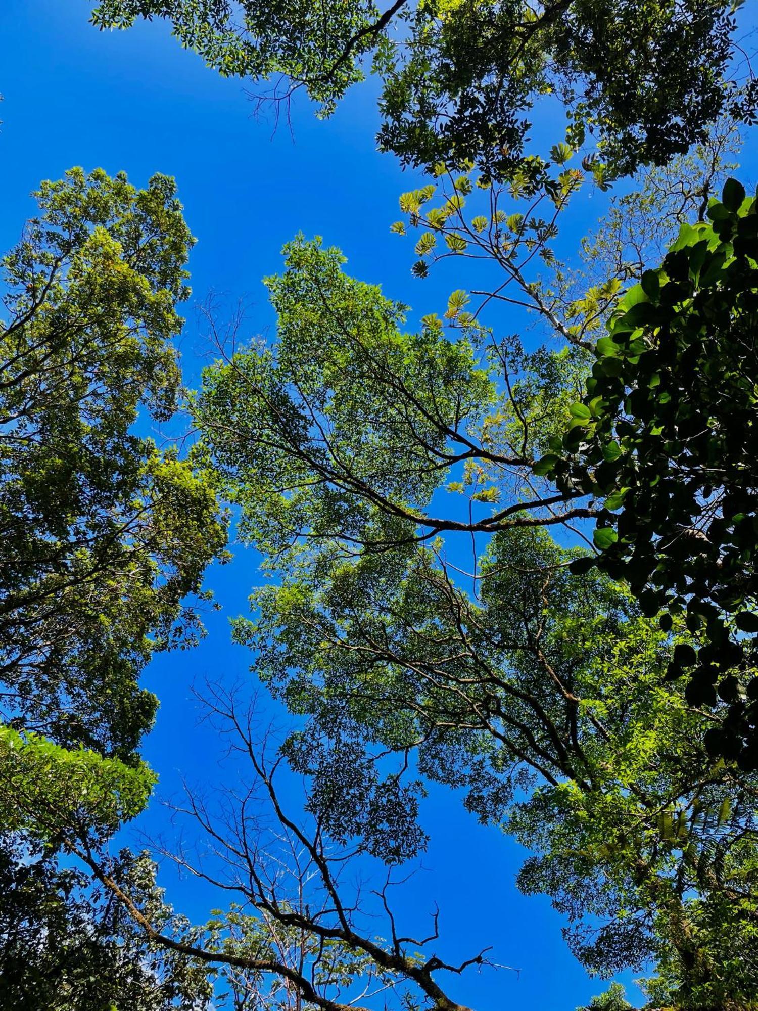Heliconias Rainforest Lodge บิฆากัว ภายนอก รูปภาพ